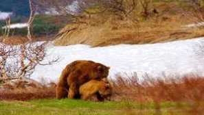 Burzly ali sivi medved: prehrana, razmnoževanje, kjer prebivajo